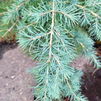 Кедр гималайский Айсреген / Cedrus deodara 'Eisregen'
Хорошей новостью является . . фото 3