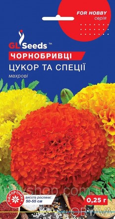 Утворюють міцні компактні кущики заввишки 50-55 см. Квітки повні, густомахрові, . . фото 1