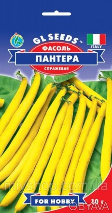 Середньоранній сорт карликової спаржевої квасолі, від сходів до технічної стигло. . фото 1