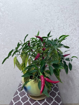 CAPSICUM ANNUUM Кімнатна рослина, гострий перець вічно цвітучий Прикрасьте свій . . фото 5
