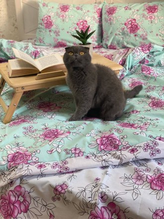 
 Матеріал: бязь голд, 100% бавовна
Упаковка: пакетик на замочку
Євро:
Простинь . . фото 4