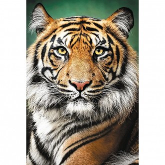 Пазли Портрет тигра від виробника Trefl Пазл на 1500 елементів із зображенням по. . фото 3