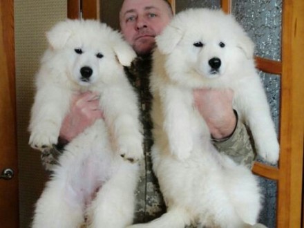 Продам щенков белой швейцарской овчарки от шикарной пары . щенки родились 10 09 . . фото 6