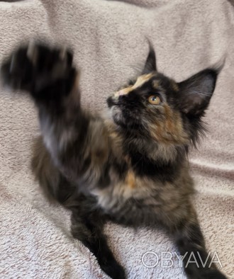 Чистокровнє кошеня мейн-куна від чистокровних клубних батьків

Відмінні породн. . фото 1