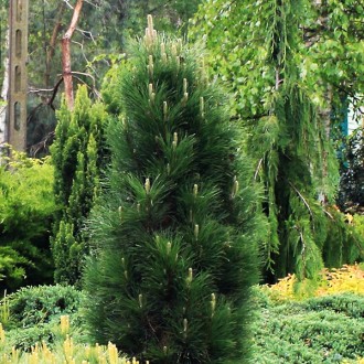 Сосна черная Грин Тауэр / Pinus nigra Green Tower
Сорт черной сосны с компактным. . фото 3