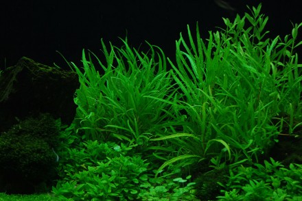 Продам разные аквариумные растения
Гигрофила "Кринклед" (Hygrophila &. . фото 3