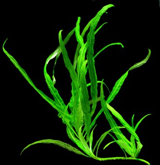 Продам разные аквариумные растения
Гигрофила "Кринклед" (Hygrophila &. . фото 2