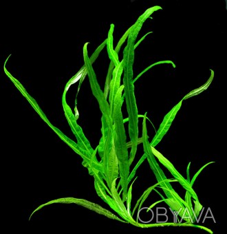 Продам разные аквариумные растения
Гигрофила "Кринклед" (Hygrophila &. . фото 1