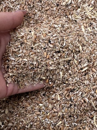 Зерноотходы пшеницы,идеальный корм для сельхоз животных,есть доставка при заказе. . фото 2
