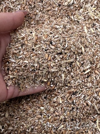 Зерноотходы пшеницы,идеальный корм для сельхоз животных,есть доставка при заказе. . фото 1