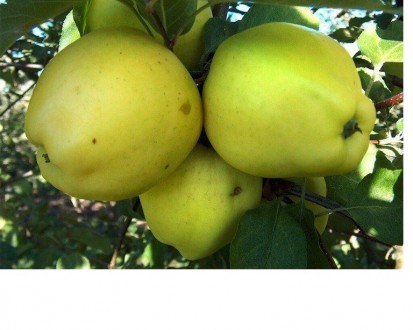 Продаю высокоурожайные саженцы груш, персиков, абрикосов и яблонь. Эти саженцы я. . фото 6