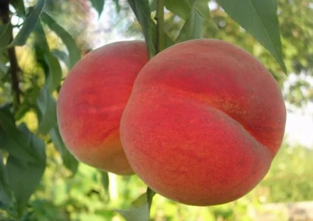 Продаю высокоурожайные саженцы груш, персиков, абрикосов и яблонь. Эти саженцы я. . фото 3