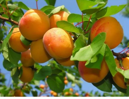 Продаю высокоурожайные саженцы груш, персиков, абрикосов и яблонь. Эти саженцы я. . фото 4