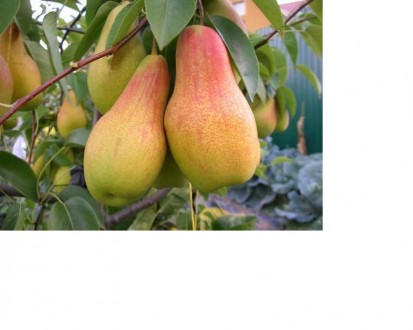 Продаю высокоурожайные саженцы груш, персиков, абрикосов и яблонь. Эти саженцы я. . фото 2
