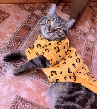 Толстовка для котів (кішок) Лакі Леопард. Така дуже красива та яскрава толстовка. . фото 4