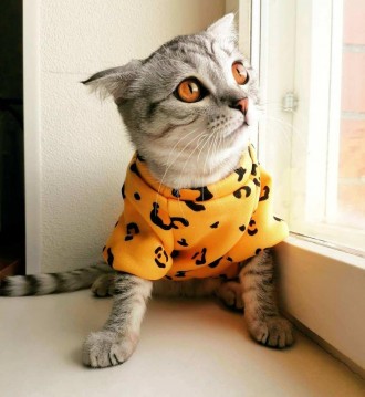 Толстовка для котів (кішок) Лакі Леопард. Така дуже красива та яскрава толстовка. . фото 14