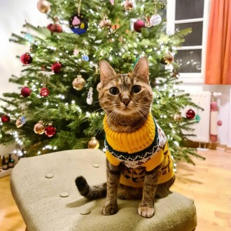 Вязаный свитер для котов (кошек) Alfa «Узоры» - свитерок хорошо тянется, очень т. . фото 6