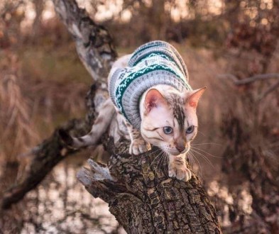Вязаный свитер для котов (кошек) Alfa «Узоры» - свитерок хорошо тянется, очень т. . фото 7