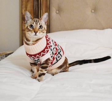 Вязаный свитер для котов (кошек) Alfa «Узоры» - свитерок хорошо тянется, очень т. . фото 5