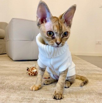 Вязаный свитер для котов (кошек) Alfa «Премиум». Свитерок хорошо тянется, очень . . фото 10