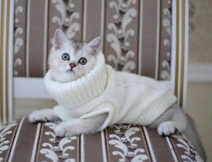 Вязаный свитер для котов (кошек) Alfa «Премиум». Свитерок хорошо тянется, очень . . фото 8