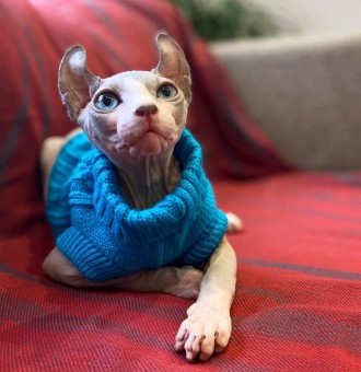 Вязаный свитер для котов (кошек) Alfa «Премиум». Свитерок хорошо тянется, очень . . фото 6