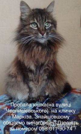 Пропала кошка на улице Чернышевского, Белая Церковь. Отзывается на кличку Маркиз. . фото 1