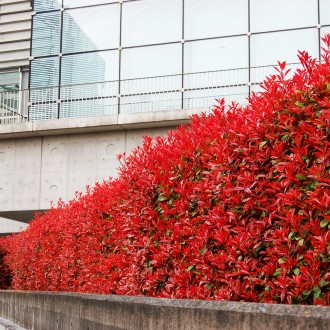 Фотиния Литл Ред Робин / Photinia fraseri Little Red Robin
Photinia fraseri Litt. . фото 3