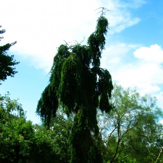 Пихта нордмана Пендула / Abies nordmanniana Pendula
Изящное хвойное дерево с узк. . фото 2