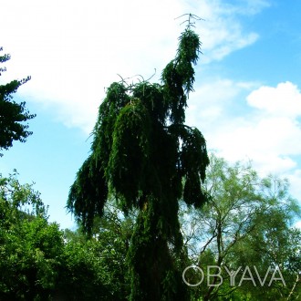 Пихта нордмана Пендула / Abies nordmanniana Pendula
Изящное хвойное дерево с узк. . фото 1