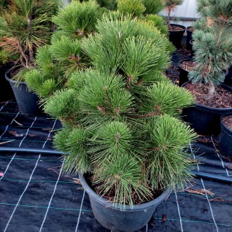 Сосна тунберга Баншошо / Pinus thunbergii Banshosho
Компактное вечнозеленое хвой. . фото 4