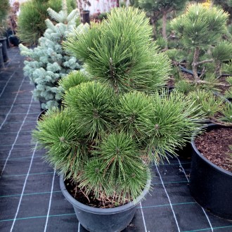 Сосна тунберга Баншошо / Pinus thunbergii Banshosho
Компактное вечнозеленое хвой. . фото 2