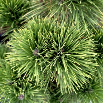 Сосна тунберга Баншошо / Pinus thunbergii Banshosho
Компактное вечнозеленое хвой. . фото 3