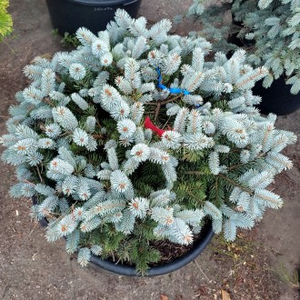 Ель колючая Глаука Глобоза / Picea pungens Glauca Globosa 
Медленно растущая раз. . фото 3