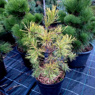 Сосна обыкновенная Ауреа / Pinus sylvestris Aurea
Это живописная, достаточно сим. . фото 5