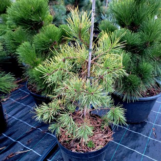 Сосна обыкновенная Ауреа / Pinus sylvestris Aurea
Это живописная, достаточно сим. . фото 3