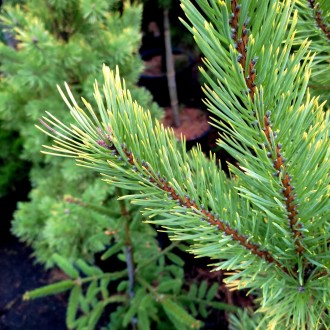 Сосна обыкновенная Ауреа / Pinus sylvestris Aurea
Это живописная, достаточно сим. . фото 7