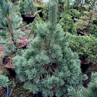 Сосна обыкновенная Ватерери / Pinus sylvestris Watereri
Используется для создани. . фото 2