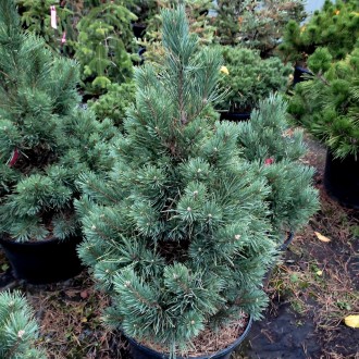 Сосна обыкновенная Ватерери / Pinus sylvestris Watereri
Используется для создани. . фото 3