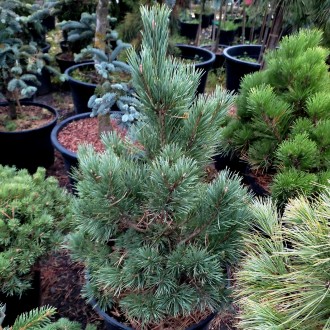 Сосна обыкновенная Ватерери / Pinus sylvestris Watereri
Используется для создани. . фото 4