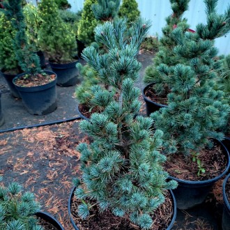 Сосна японская Бергман​​​​ / Pinus parviflora Bergman 
Редкая медленно растущая,. . фото 3