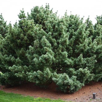 Сосна японская Бергман​​​​ / Pinus parviflora Bergman 
Редкая медленно растущая,. . фото 7