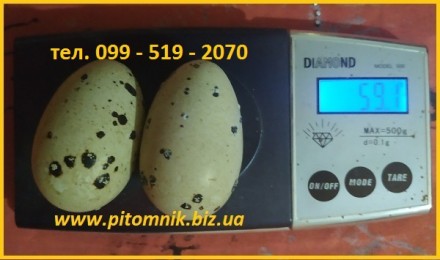 Інкубаційні яйця перепела - Техасець, Фенікс, Фараон (USA).

Пропонуємо інкуба. . фото 7