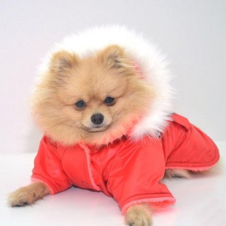 Курточка Осень с капюшоном, для малых пород собак. Курточка выполнена из мягкой . . фото 2