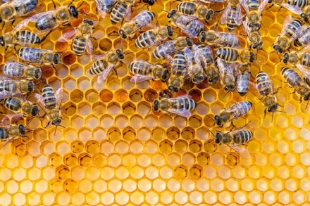 В наявності отводки бджіл "Бакфаст - 1200 грн", "Карника - 1100 г. . фото 5