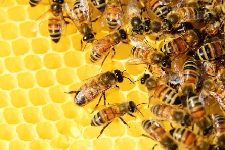 В наявності отводки бджіл "Бакфаст - 1200 грн", "Карника - 1100 г. . фото 3