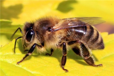 В наявності отводки бджіл "Бакфаст - 1200 грн", "Карника - 1100 г. . фото 4