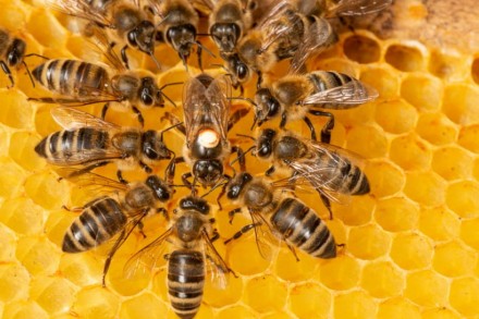 В наявності отводки бджіл "Бакфаст - 1200 грн", "Карника - 1100 г. . фото 2