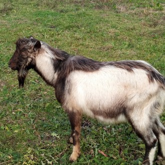Продаються кози альпійки від 4-х літрових кіз, уже погуляні ціна 2000 грн.,
Кор. . фото 8