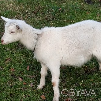 Продаються кози альпійки від 4-х літрових кіз, уже погуляні ціна 2000 грн.,
Кор. . фото 1